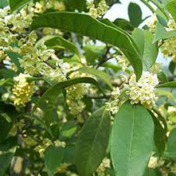 CÂY MỘC HƯƠNG TA HOA VÀNG