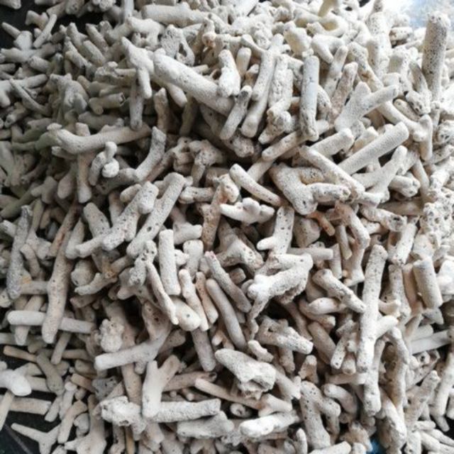 [HCM]San hô vụn 1kg