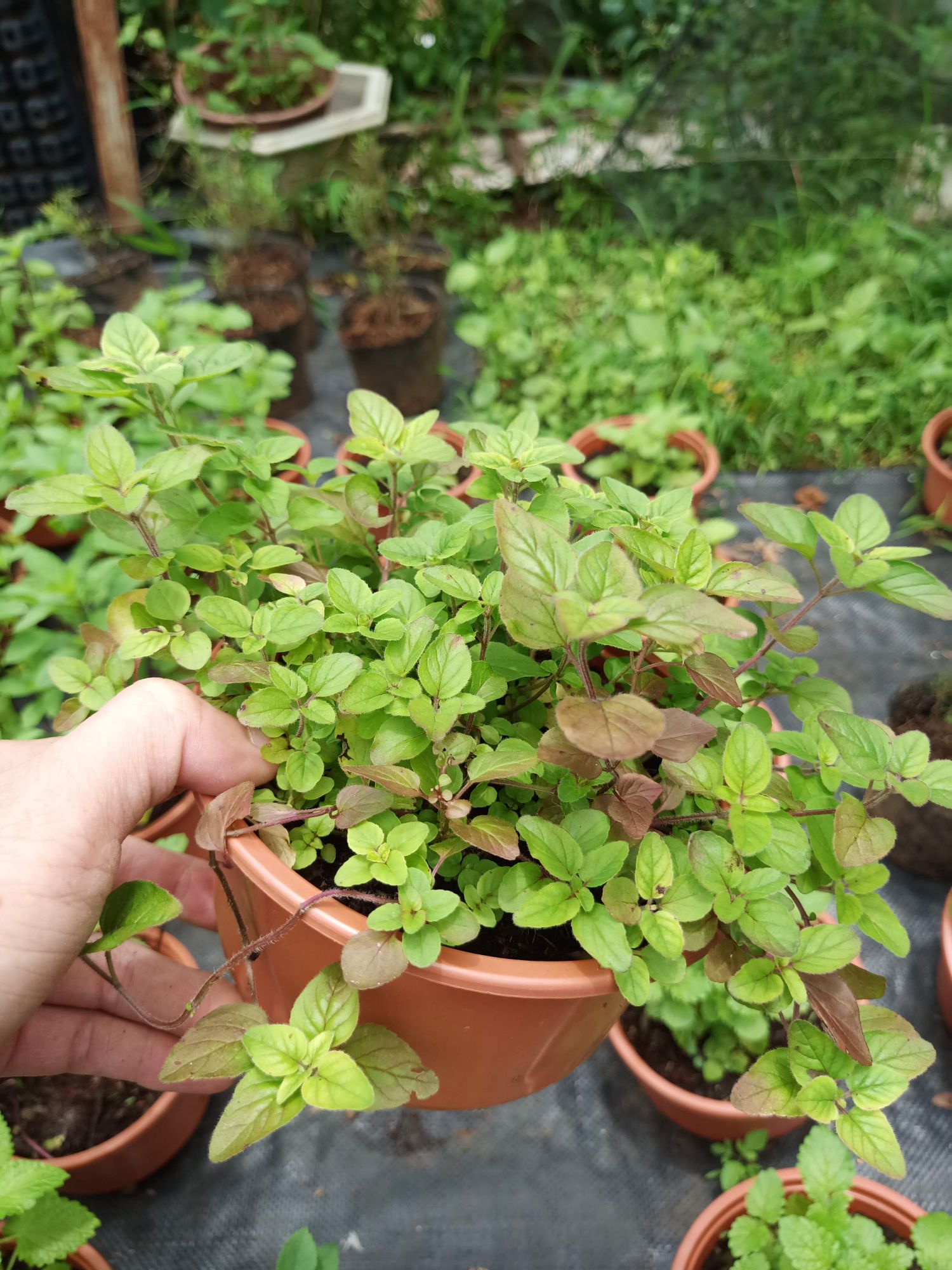 Cây kinh giới cay Oregano - chậu lớn