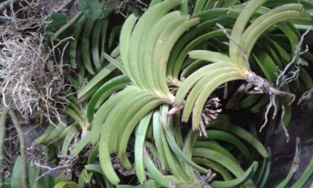 Cây giống lan hải yến
