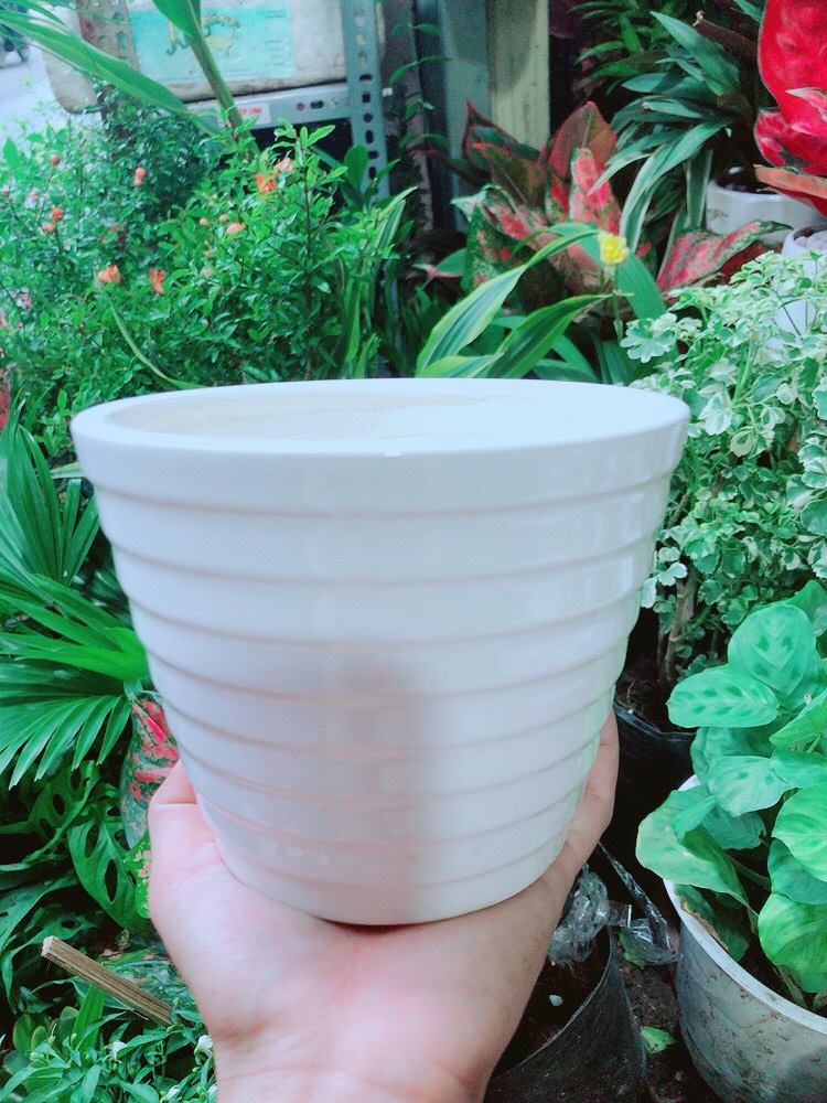 Chậu Sứ Trồng Cây 15cm