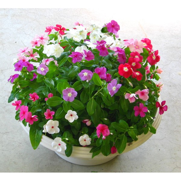 Hạt Giống Hoa Dừa Cạn Rủ Nhiều màu