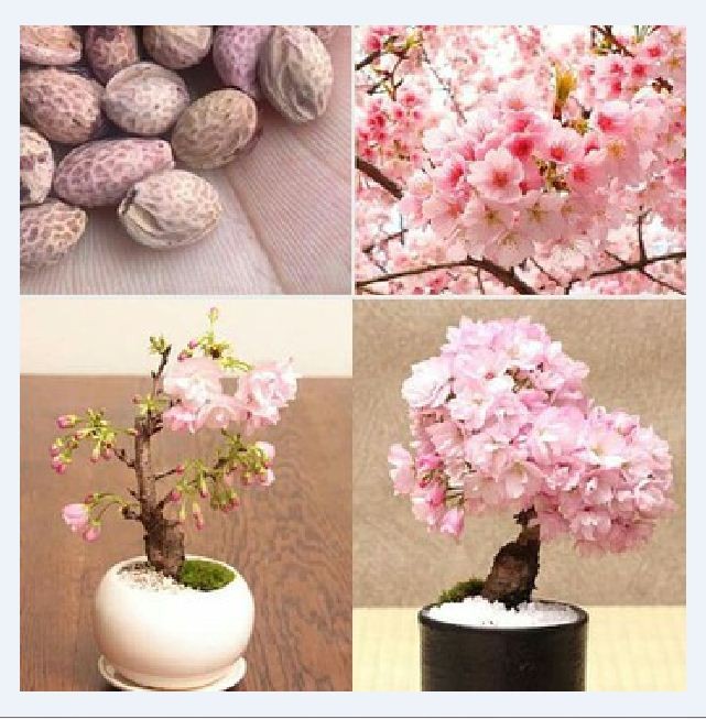"Gói 10 Hạt " Hạt giống hoa anh đào Nhật