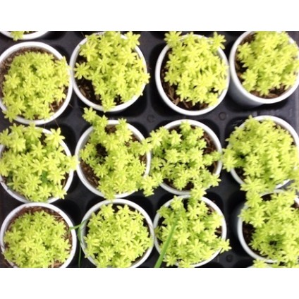 sen đá Sedum vàng