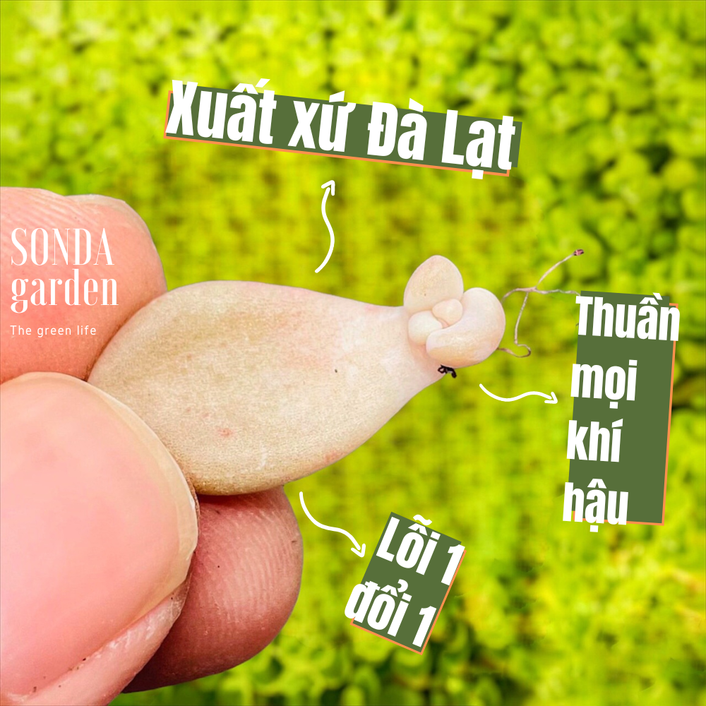 5 mầm lá sen đá sỏi hường siêu khoẻ đẹp lỗi 1 đổi 1