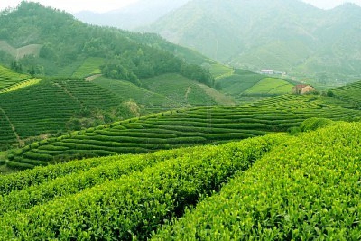 Siro hoa quả can vuông 2lít vị Trà xanh