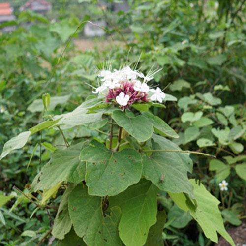 0981434969- 01kg bạch đồng nữ khô loại 01