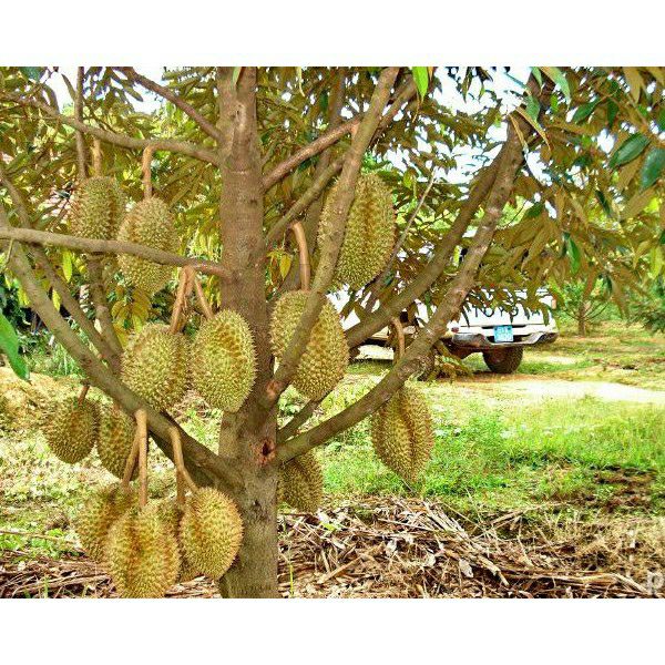 cây giống sầu riêng monthon thái lan