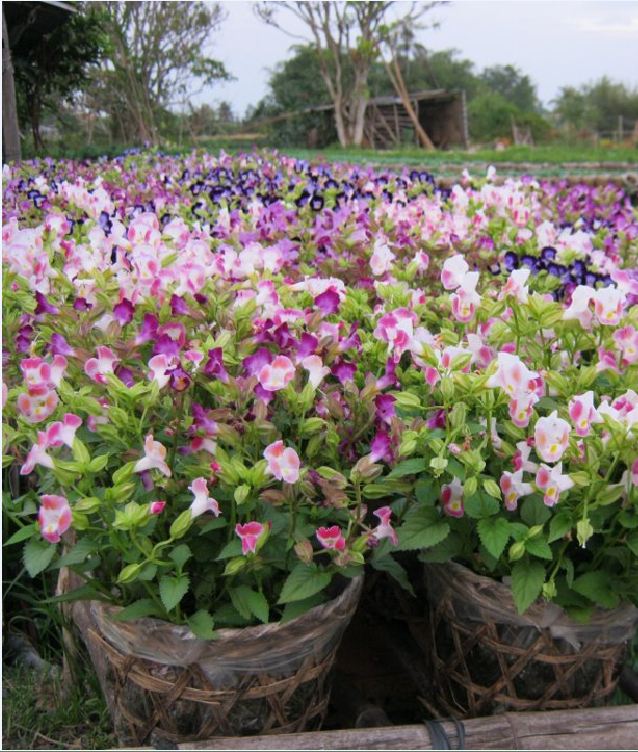 "Gói 10 "Hạt giống hoa Mắt Nai (Tô Liên) Mix [Seeds]