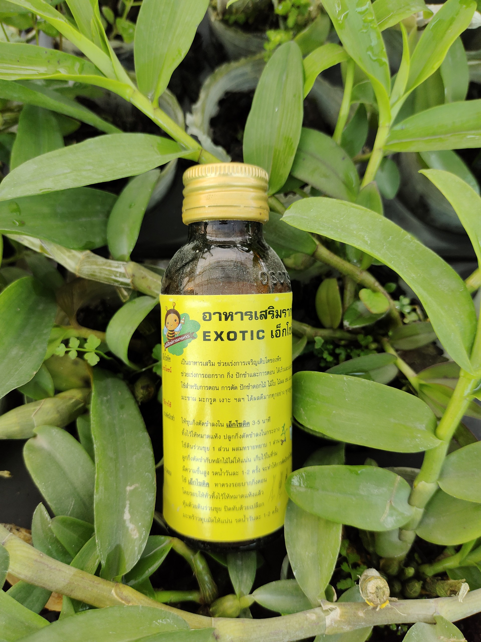 Kích rễ Exotic Thái Lan