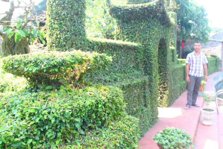 COMBO 10 Cây ô rô giống, cây trang trí sân vườn, tạo dáng siêu đẹp, cây nhiều công dụng