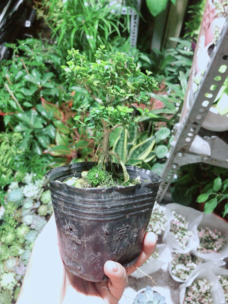 [HCM]Cây Sam Hương (cao 12cm ngang 7cm)