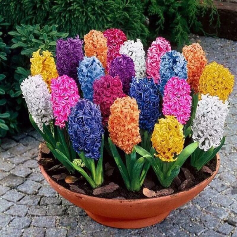 Củ giống hoa muscari xanh