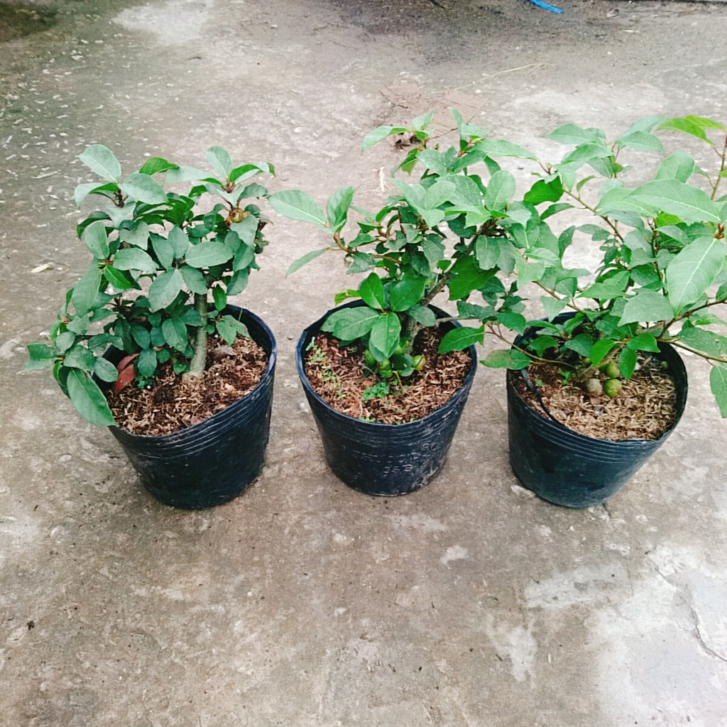 Cây sung ta - cây cảnh trong nhà