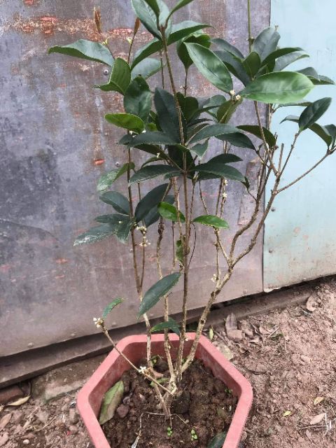 Cây Hoa Mộc Hương ta cam kết chất lượng