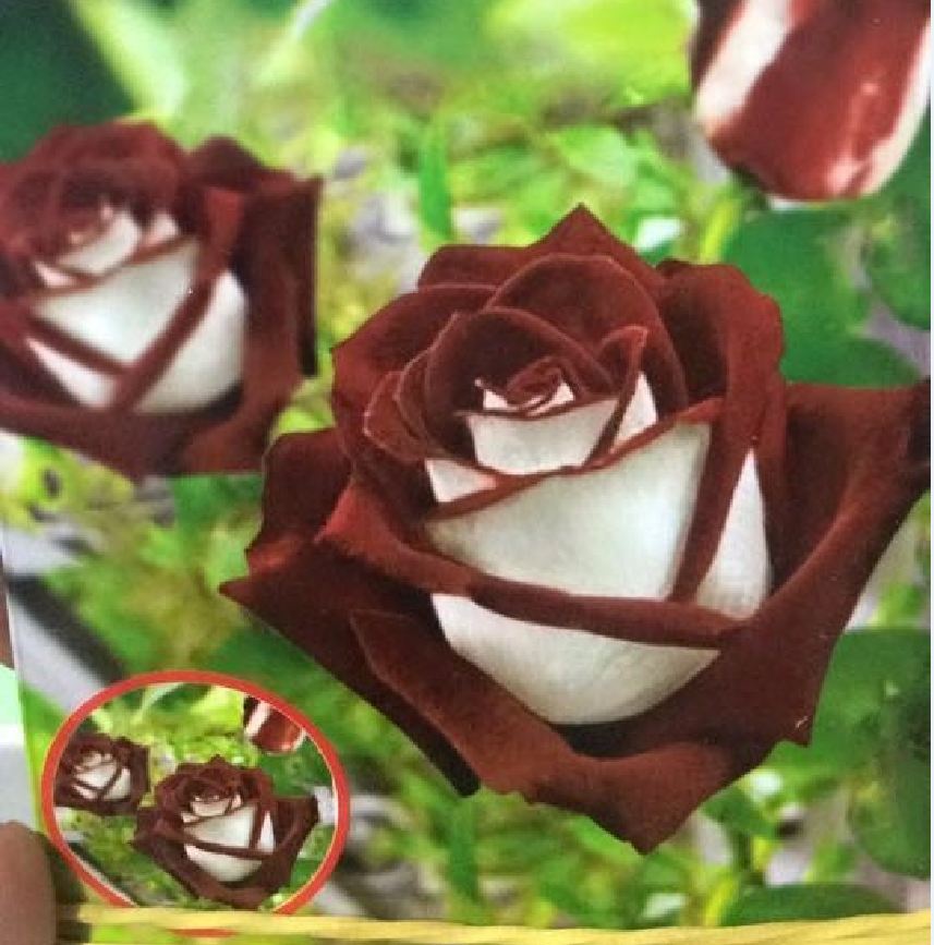 "Gói 20 Hạt " Hạt giống hoa hồng trắng viền nâu