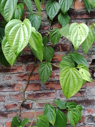 500g lá trầu không tươi
