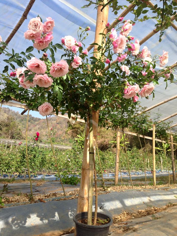 (Hoa hồng Tree) Cây hoa hồng thân gỗ đẹp