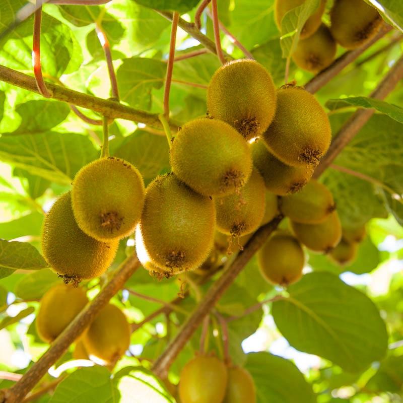 Sale Combo 3 gói Hạt giống kiwi