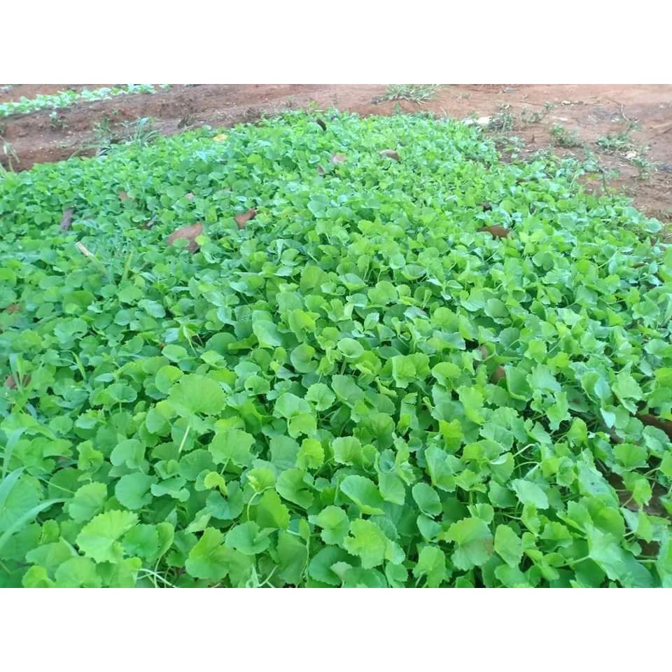 Hạt giống rau má dễ trồng dễ chăm