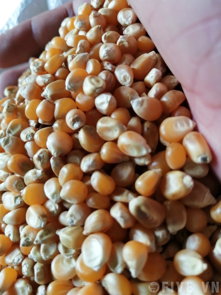 500G NGÔ MỸ NỔ BẮP RANG BƠ ( HẠT CHƯA CHẾ BIẾN)