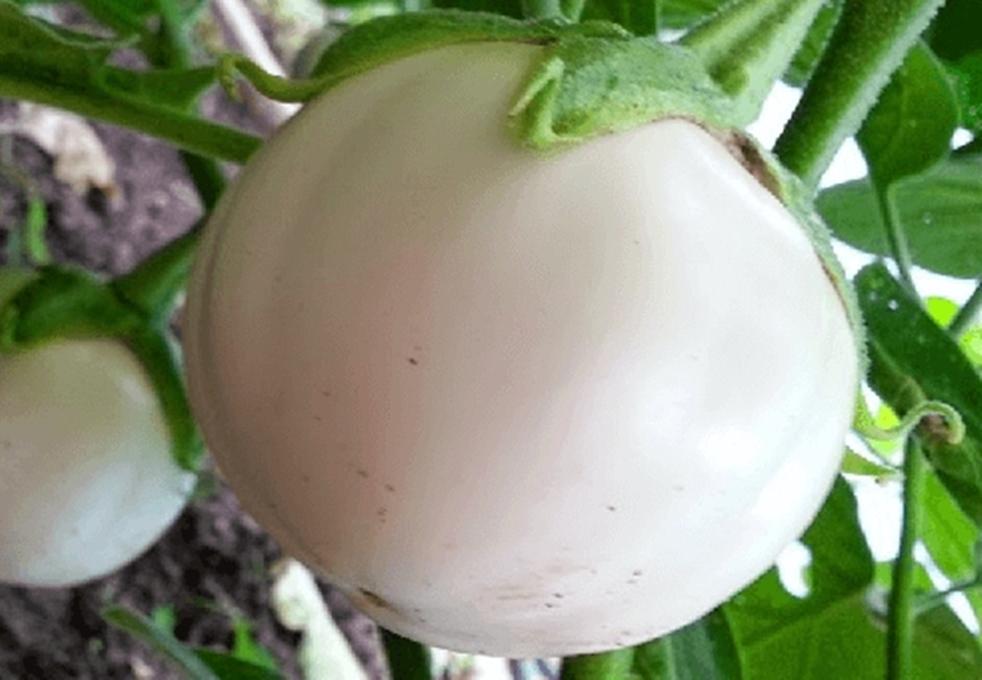 Hạt giống CÀ BÁT TRẮNG