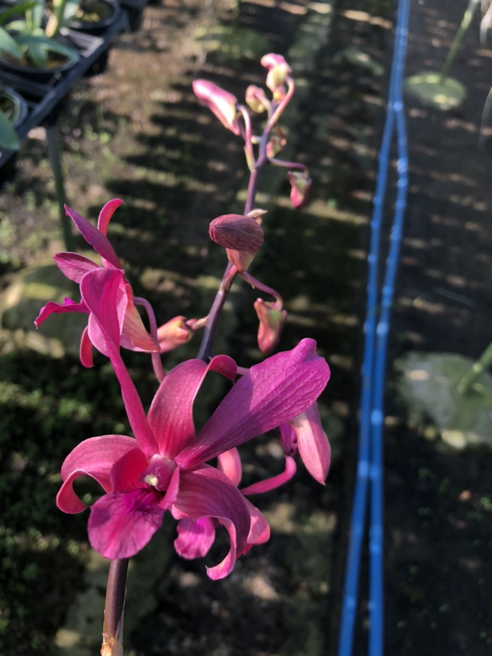Denro nắng xưa Huyết Long