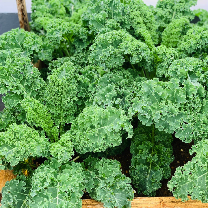 Gói 50 hạt giống cải kale Mỹ Starbor _ hạt giống F1 Mỹ