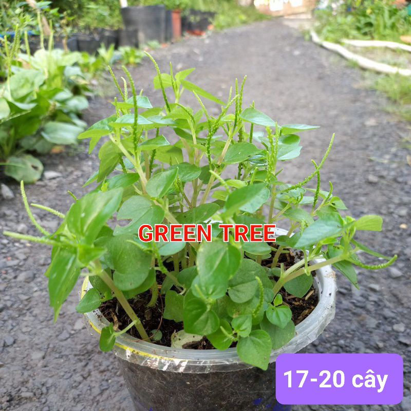 Cây giống rau càng cua