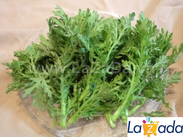 1KG Hạt Giống Rau Tần Ô/ Cải Cúc Tẻ (| Y1*W65)