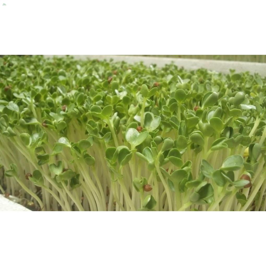 Hạt mầm củ cải trắng - gói 20 gram