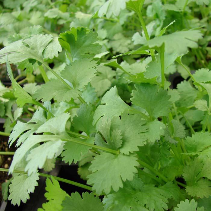 Hạt Giống Rau Thơm ( Cồn Tía - Ngò-Gói 20Gram) - Dễ Trồng, Vị thơm
