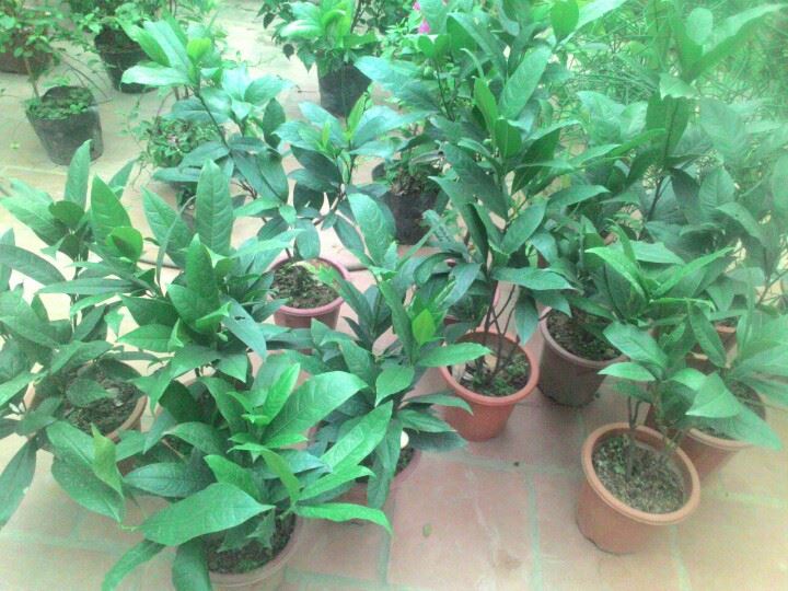 BÀU CÂY GIỐNG HOA DẠ HỢP (DẠ HỢP HƯƠNG)