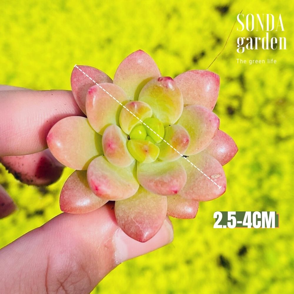 SEN ĐÁ SỎI THIÊN THANH SIZE MINI SIÊU CUTE LỖI 1 ĐỔI 1