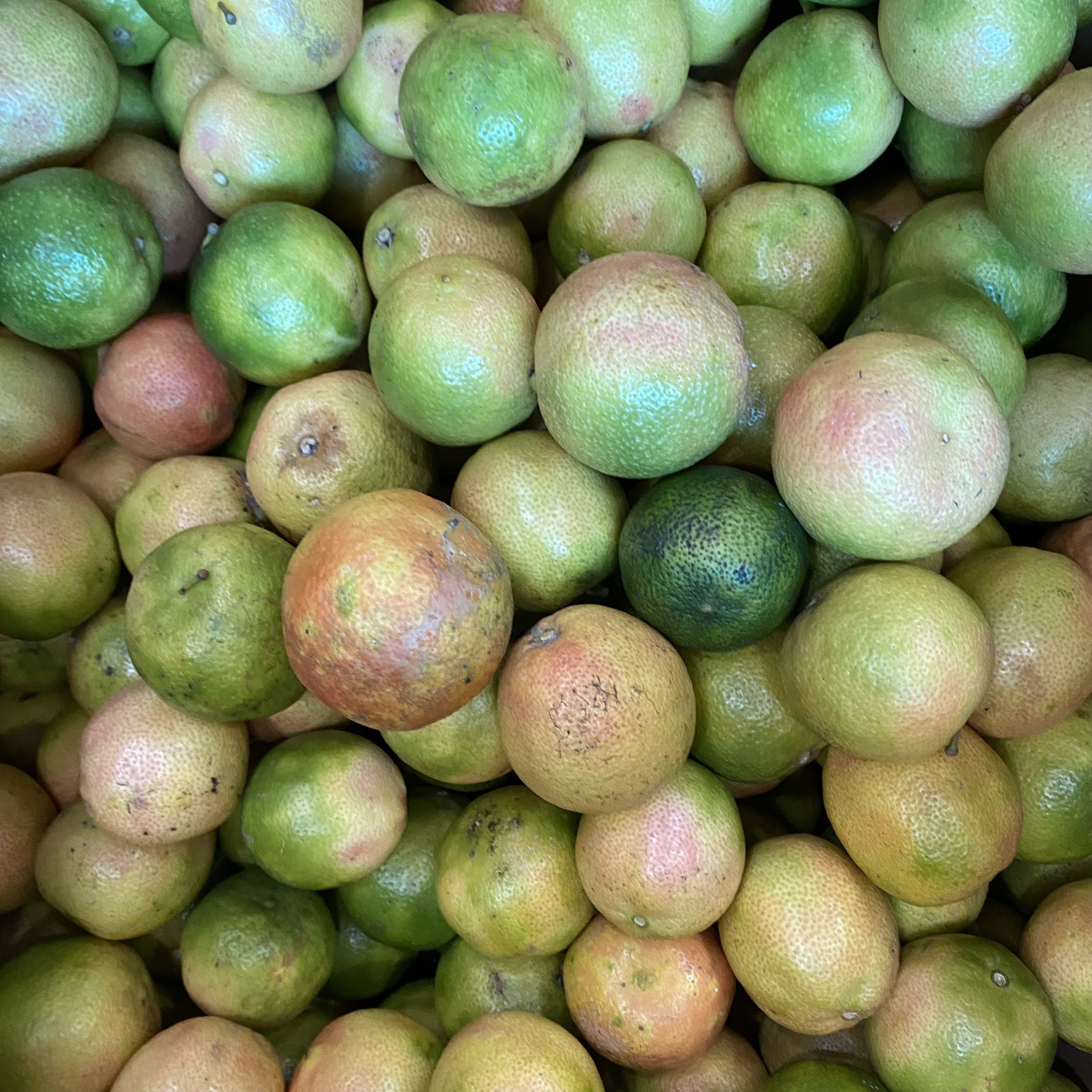 CHANH ĐÀO TƯƠI MỌNG NƯỚC 1KG, 500g