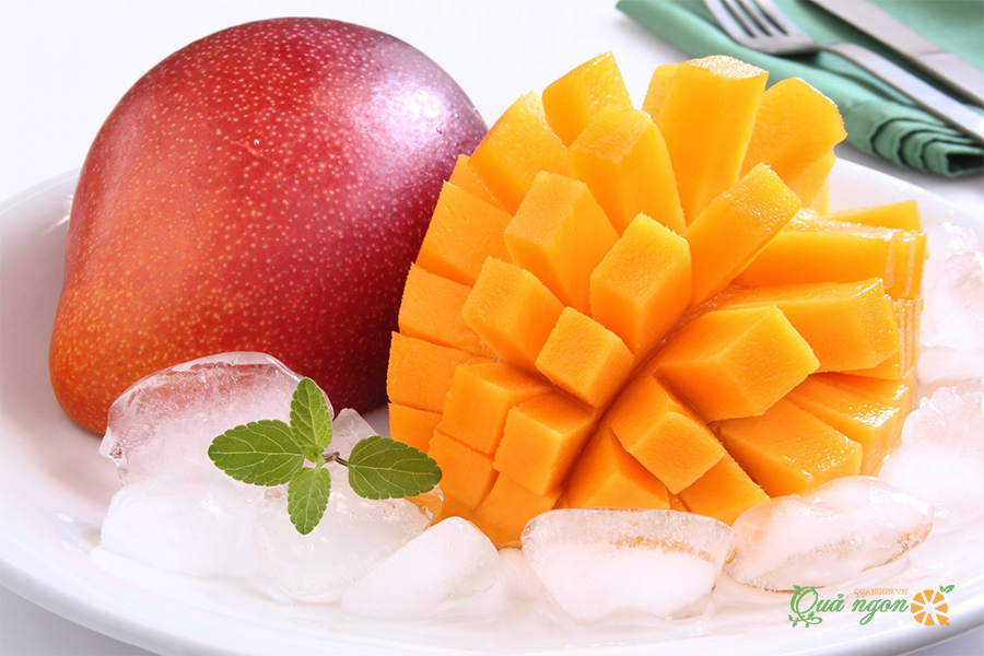 Cây giống Xoài Đỏ Nhật Bản. [ CÂY GIỐNG CAO 1M ĐẸP ]