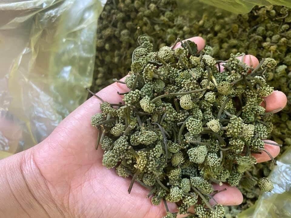 1 LẠNG NỤ HOA TAM THẤT BAO TỬ KHÔ