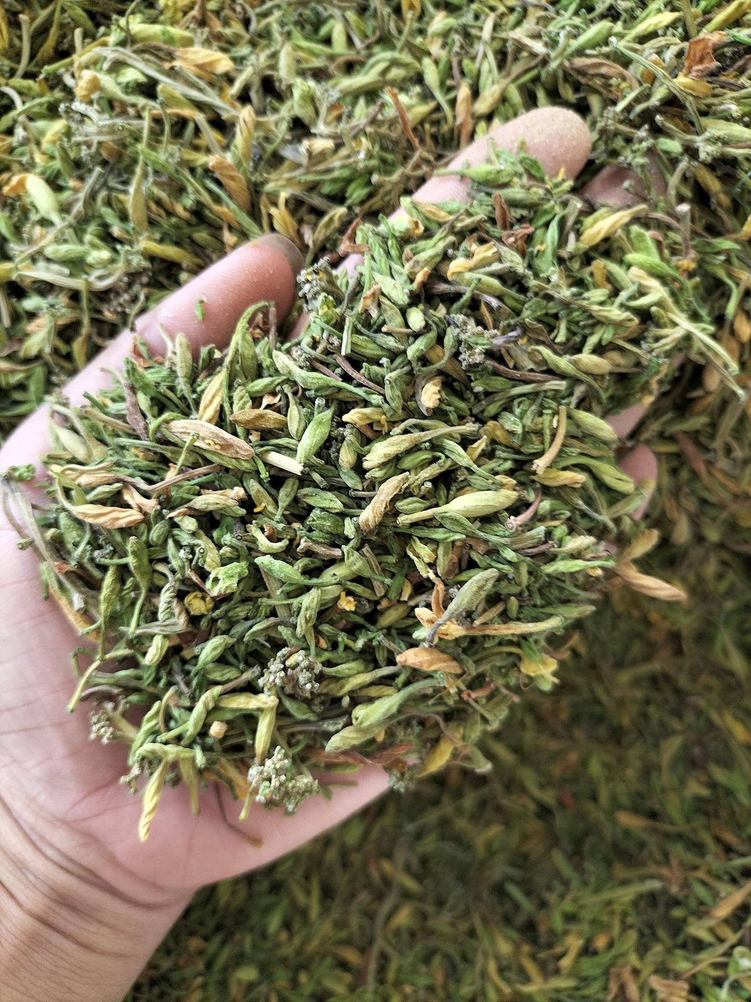 Hoa Đu đủ Đực Sấy Lạnh Khô đảm bảo chất lượng