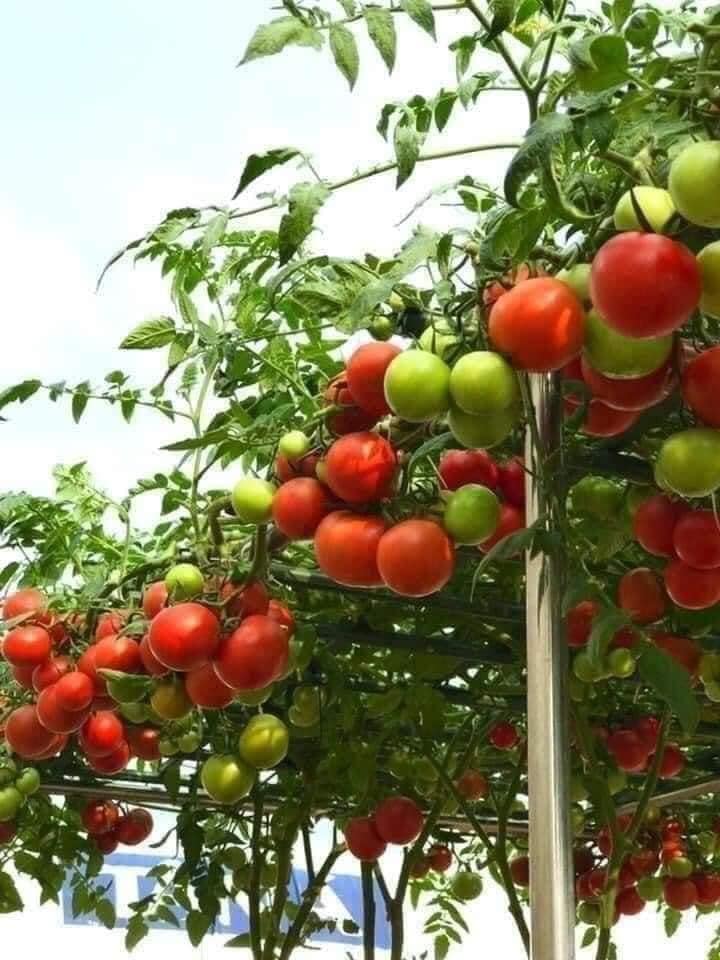 " Gói 10 "Hạt giống cà chua leo giàn ( cà chua bạch tuộc ) [Seeds]
