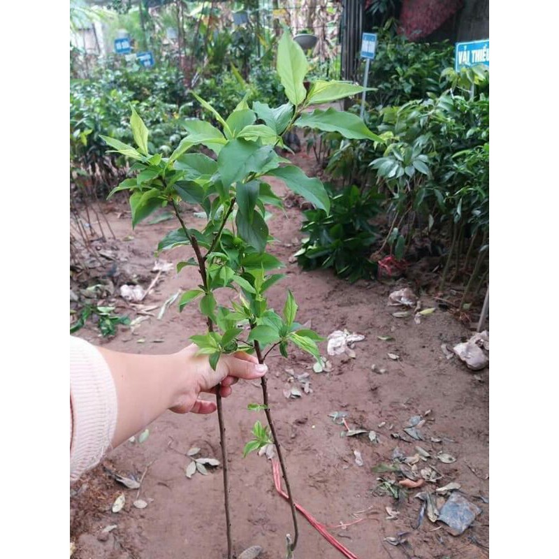 [FREESHIP - Xả Khô Máu] Giống cây mơ