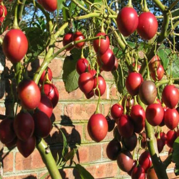 Hạt giống Cà chua thân gỗ F1- Gói 0.3Gr, được cung cấp bởi Green Plus, xuất xứ Nga đóng gói tại VN, chịu nhiệt 15 – 40 độ