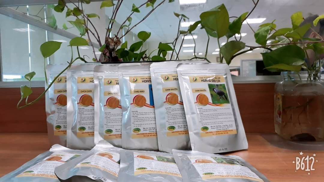 CÁM CHÒE HOÀNG ĐẠI CA