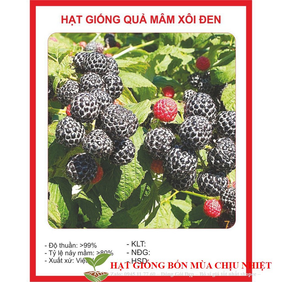 MJ26B GÓI 10 HẠT GIỐNG MÂM XÔI ĐEN