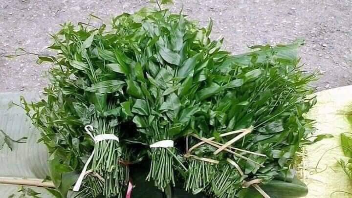 Cây giống rau sắng rừng (rau ngót rừng )