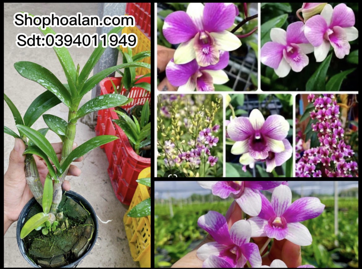 Dendro đồng tiền hồng đang nụ hoa 2023