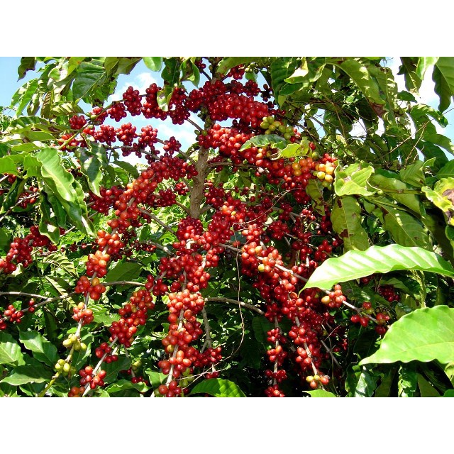 Cà phê nhân sống Arabica 500gr (Hàng chất lượng cao)