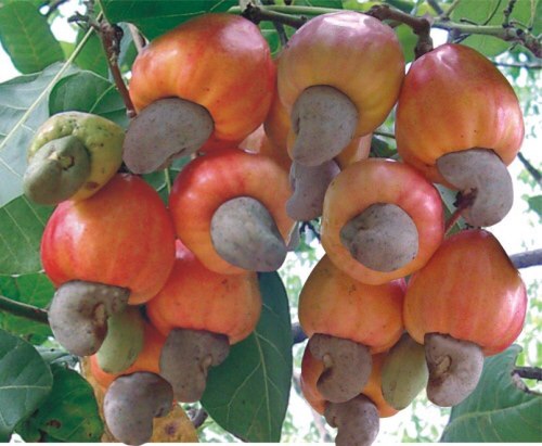 Trái điều tuoi