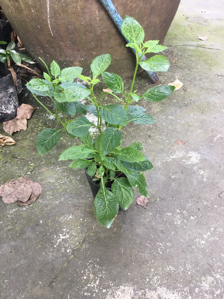 Cây đuôi chuột