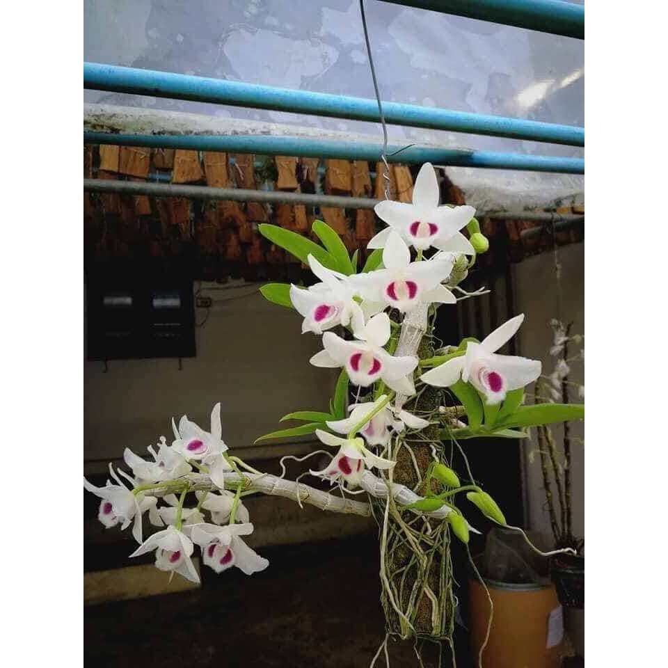 Hoa lan trầm 5 cánh trắng giống