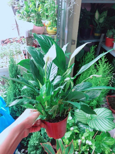 Chậu Cây Lan Ý Thuỷ Sinh (có kèm chậu thuỷ tinh)